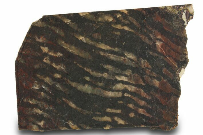 Proterozoic Stromatolite (Collenia) Slab - Minnesota #299971